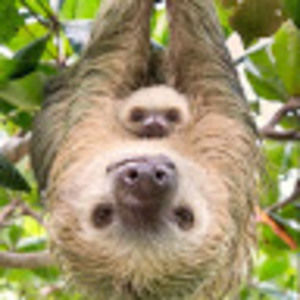 Meet your Posher, Izzy